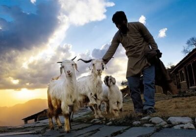 Secret Forest Trails, Goat Villages, and Hidden Gems Around Pantwari & Jaunpur